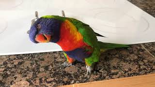 Best talking Rainbow Lorikeet 2 [upl. by Ahtanoj507]