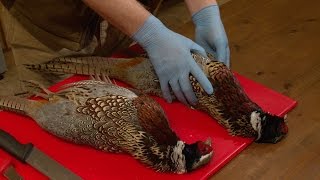 How to pluck a pheasant [upl. by Etterraj844]