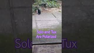 Tux Cat and Solo Cat Avoid Each Other cat tuxedocat solocat funny sevenseesmusic2020 [upl. by Ahilam]