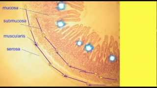 AP2 3 ENTERIC NERVOUS SYSTEM [upl. by Proffitt]