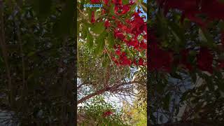 Erythrina crista PAPILIONACEAEЭритрина петушиный гребень behappy 2024shorts nature trevel [upl. by Lacram]