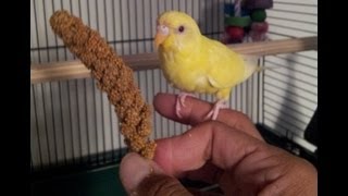 Teaching a parakeet to perch on your hand [upl. by Orly649]