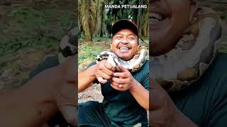 uji coba lilitan ular buntet ular snake rescue shortvideo animals shorts short [upl. by Buckden951]