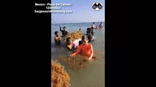 2023 Sargassum Seaweed  Mexico  Playa del Carmen [upl. by Tyoh262]