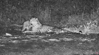 Leopard with playful cub at Jabulani safari lodge waterhole seen on Africamcom 17052024 [upl. by Notnelc]