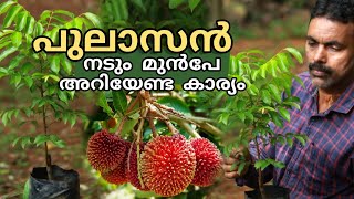 പുലാസൽ നടും മുൻപേ അറിയേണ്ട കാര്യം Pulasan Fruit Plant [upl. by Aihtekal]