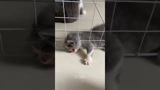 Funny pets  crazy cats 🤣 cat funnycats pets funnypets shorts [upl. by Kazim656]