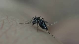 Mosquito feeding  See How Mosquitoes Steal Our Blood [upl. by Ahsauqram]