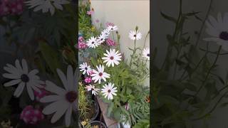 15 Winter Flowering Plants gardening flowers winter grow trending instagram youtube [upl. by Loar]