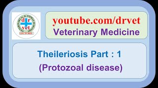 Theileriosis disease in cattle  Veterinary treatment in hindi  East coast fever in cattle [upl. by Tillie]