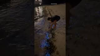 Bioluminescent plankton beach in Maldives bioluminescence beach shorts [upl. by Halyhs]