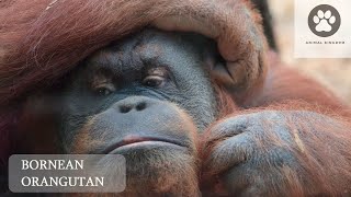 Unbelievable Bornean Orangutan Sounds Revealed You Wont Believe Your Ears [upl. by Naleek746]