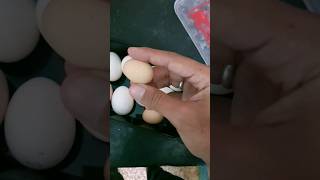 🤯இவ்ளோ சின்ன முட்டையா போடும் கோழி  Too small egg tamil shorts தமிழ் viral kozhi egg farming [upl. by Otnas575]