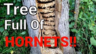 MASSIVE European Hornet Nest Inside Tree  SWARM  Wasp Nest Removal [upl. by Ycniuq]