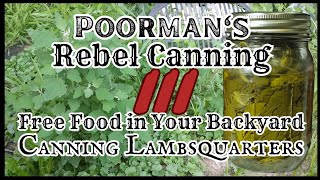 Poormans Rebel Canning 3  Free Food in Your Backyard  lambsquarters [upl. by Airbas893]