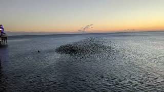 Starlings Murmuration at Brighton Pier 26th Feb 2023 [upl. by Assylem219]