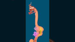 Human Digestive System 💨digestivesystem mydarksideshortfeed2023 [upl. by Aztiraj9]