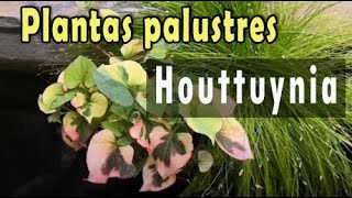 Plantas palustres  Houttuynia cordata chamaleon [upl. by Eduam]