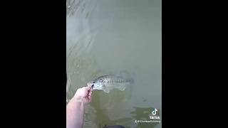 Fly Fishing for bass flyfishinglife fishing fun flyfishing fishtok bass bassfishing [upl. by Yllak]