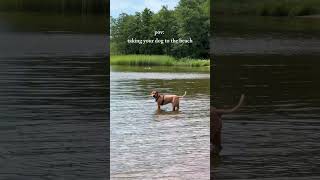 Serene Spaziergänge am Strand mit dem besten Freund 🌊🐾 giesswein hund doglover shorts [upl. by Joane]