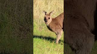 A kangaroo dropped in for breakfast 🦘 wildlife nature kangaroo [upl. by Hilton]