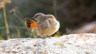 Persian Wheatear Birds of Israel Mt Amasa סלעית פרסית הר עמשא דרום הר חברון [upl. by Witty694]