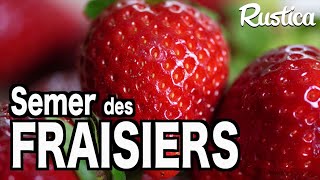 Semer des fraisiers [upl. by Ahcsim549]