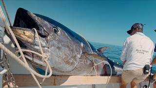 MASSIVE 10ft Tuna We Broke a Record Commercial Bluefin Tuna Fishing [upl. by Semreh]