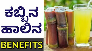 Kabbina Halu Benefits  Useful Information  Kannada Health Tips  Sugarcane  Kannada Vlogs  Viral [upl. by Adnohsirk]