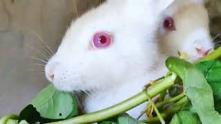 How nicely my rabbits are sitting and eating grass [upl. by Fae]