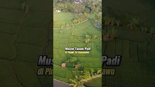 Musim tanam padi di pinggir tol Cisumdawu drone musimtanampadi shorts [upl. by Ssalguod]