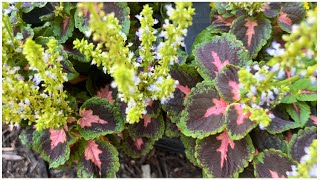 How to divide coleus and dichondra 🌿 Wendis Garden [upl. by Erreit]