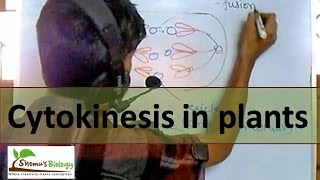 Cytokinesis in plant cell [upl. by Parthen]