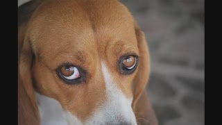 How To Recognize Dog Eye Infections [upl. by Hadria]