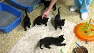 New black kittens at FLOC [upl. by Derfla]