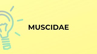 What is the meaning of the word MUSCIDAE [upl. by Yadsnil]