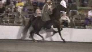 Cruelty Behind Tennessee Walking Horses [upl. by Voe]