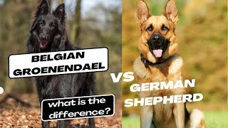 Belgian Groenendael vs German Shepherd what is the difference [upl. by Agrippina]