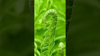 🌿 Unlocking Ferns Class Polypodiopsida  Observed in Description [upl. by Anirtal]