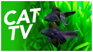 Cat TV  Underwater Swimming Experience for Cats Coral Reef and Exotic Fish Video 🐠 [upl. by Harshman]