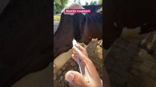 Mastitis treatment cow veterinary problem  amoxicillin cow disease saro ka ilaj  vet dr mudassir [upl. by Bolan]