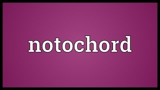 Notochord Meaning [upl. by Jessabell]