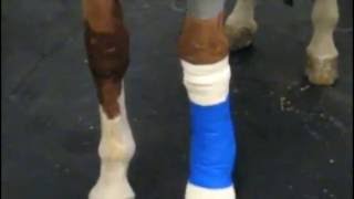 Regional Limb Perfusion with Antibiotics in the Horse [upl. by Lanza]