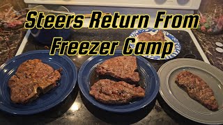 Steers Return From Freezer Camp [upl. by Yruam]