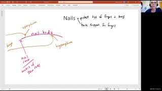 Biology 2010 Chapter 5 Integumentary System Nails Video 9 [upl. by Antonella]