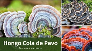 Hongo Cola de Pavo Trametes versicolor 2023 [upl. by Essex187]