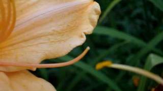 Hybridizing pollinating Daylilies in Your Garden [upl. by Aborn]