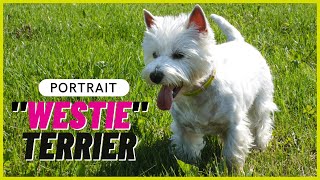 WEST HIGHLAND WHITE TERRIER  Charakter Haltung amp Pflege [upl. by Otreblide811]