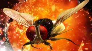 Eega  Laava Laava Video Song [upl. by Arima]