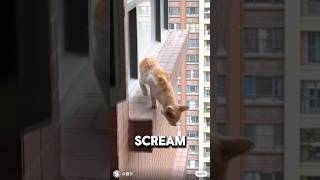 Saving A Cat From Jumping Off 30 Story Building 💔animalrescue orangecat wholesome [upl. by Nuli]